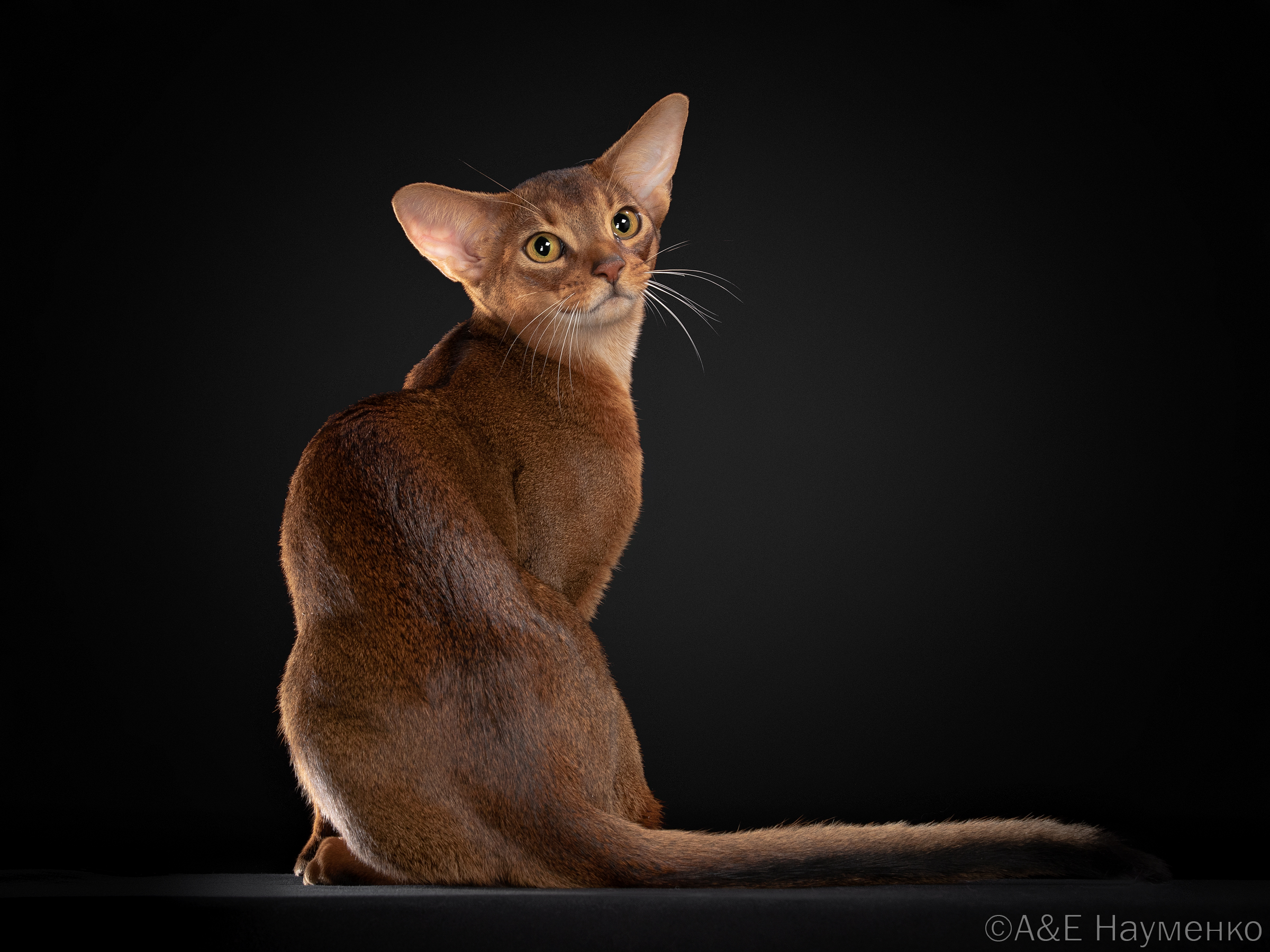 египетская кошка абиссинская фото